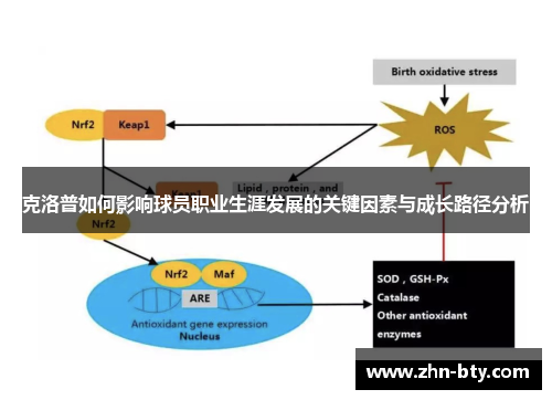 克洛普如何影响球员职业生涯发展的关键因素与成长路径分析