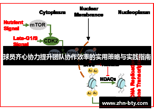 球员齐心协力提升团队协作效率的实用策略与实践指南